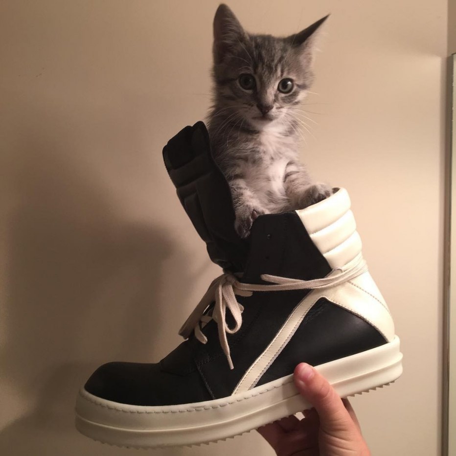 Модные котики в очках