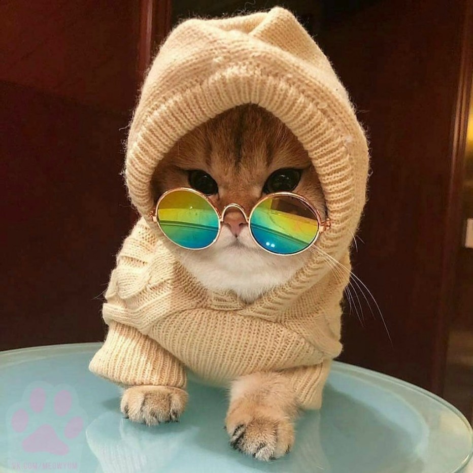 Стильные кошечки