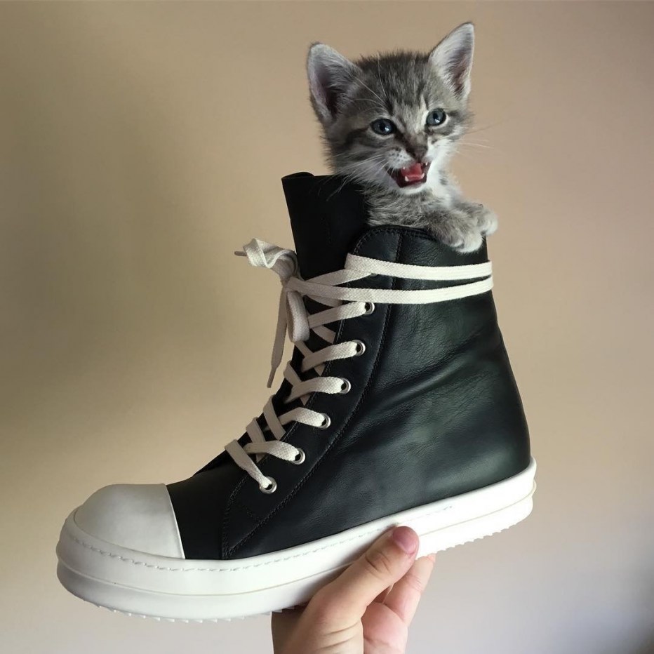 Гламурный котик