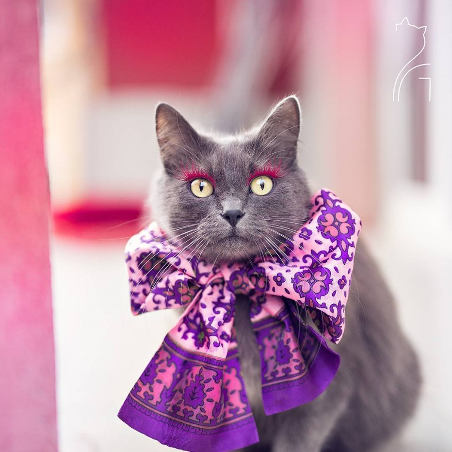 Модные няшные котики