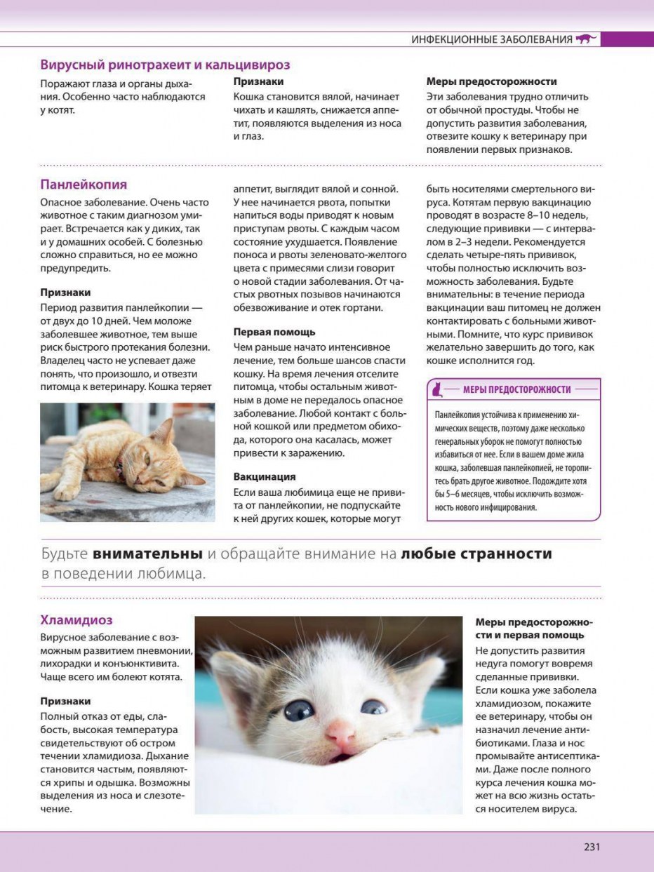 Заболевания котят ринотрахеит