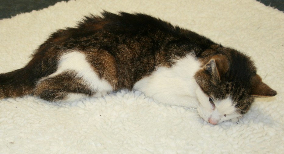 10 Лет кошке