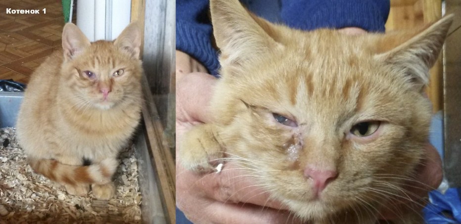 Гнойный конъюнктивит у котенка