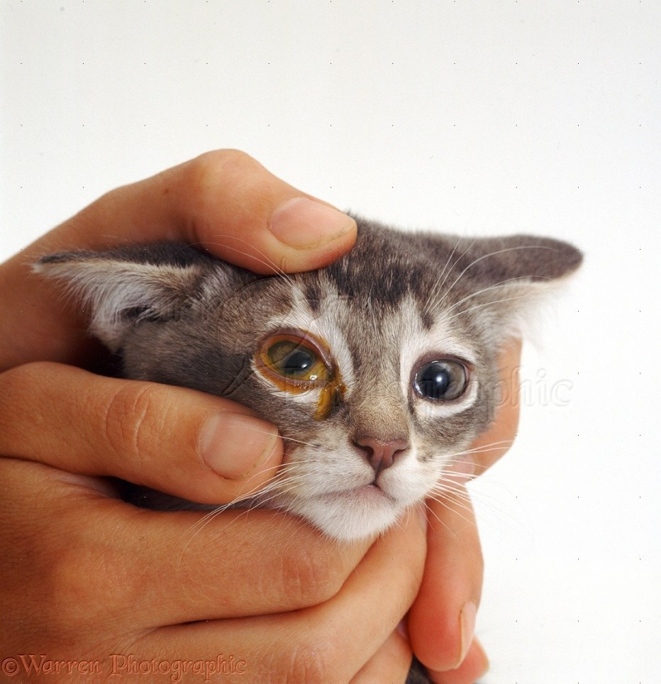 Вирусный ринотрахеит кошек