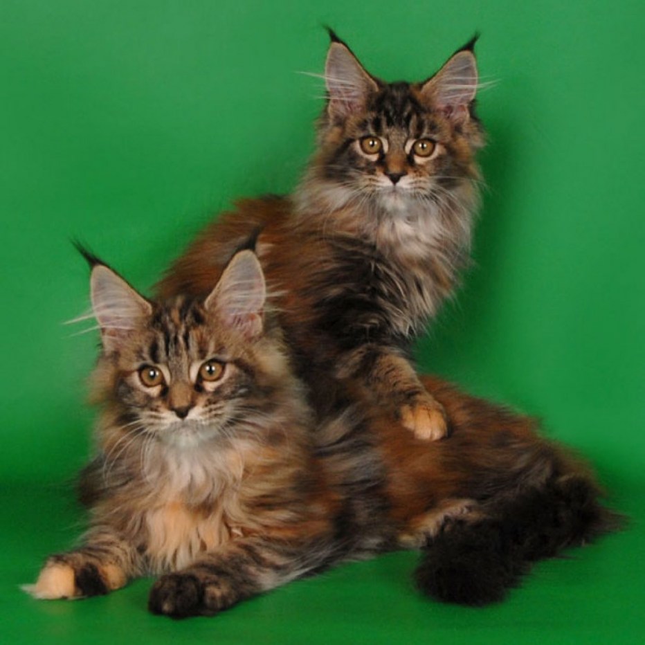 Котята Мейн кун