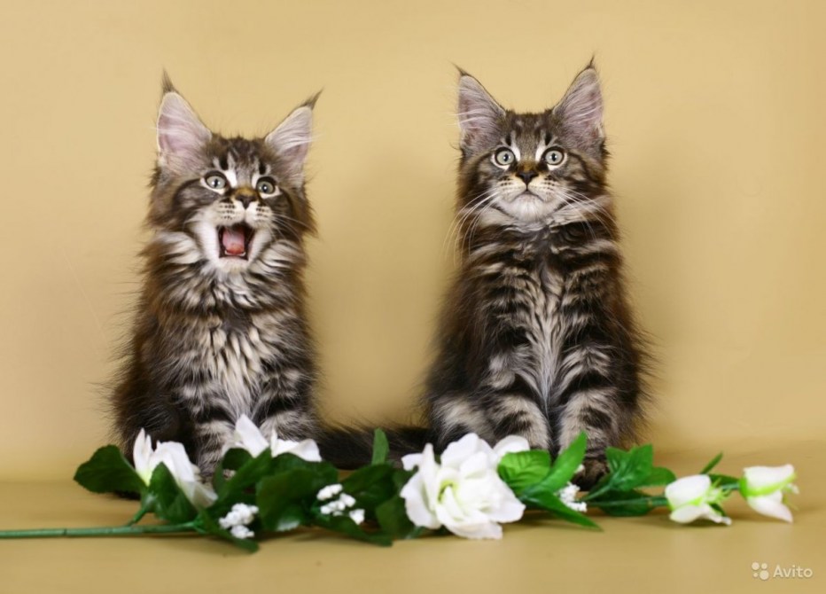 Кошка Мейн кун с котятами