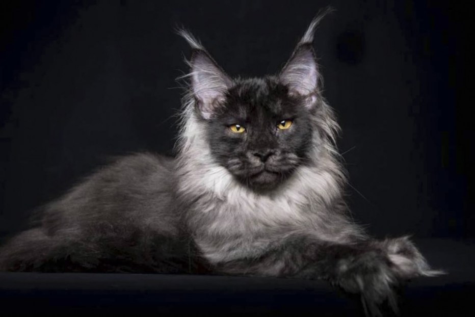 Кошка Мейн кун с котятами
