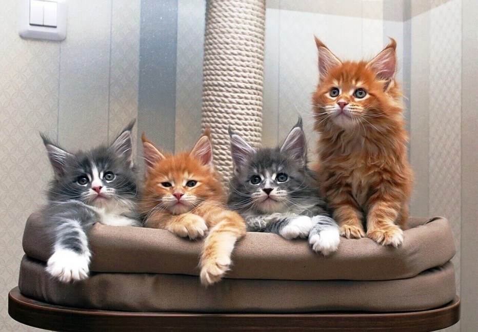 Длинношерстный Мейн кун