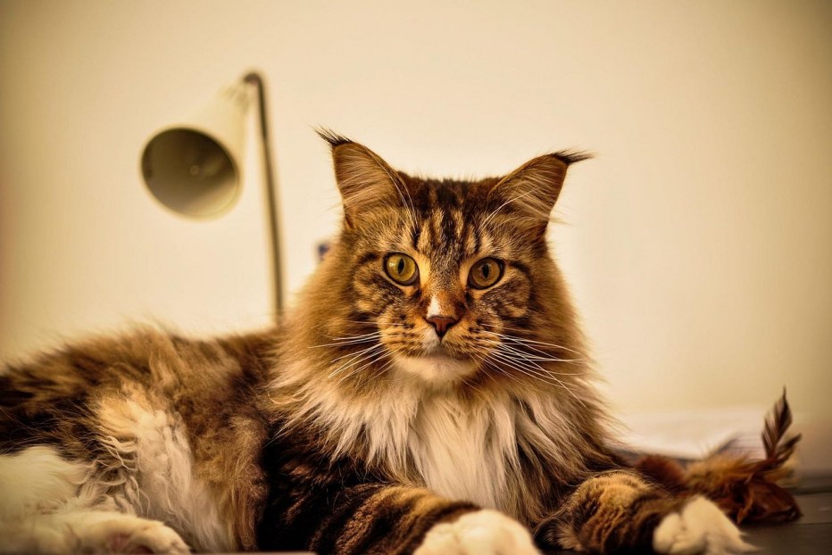 Коты Мейн кун