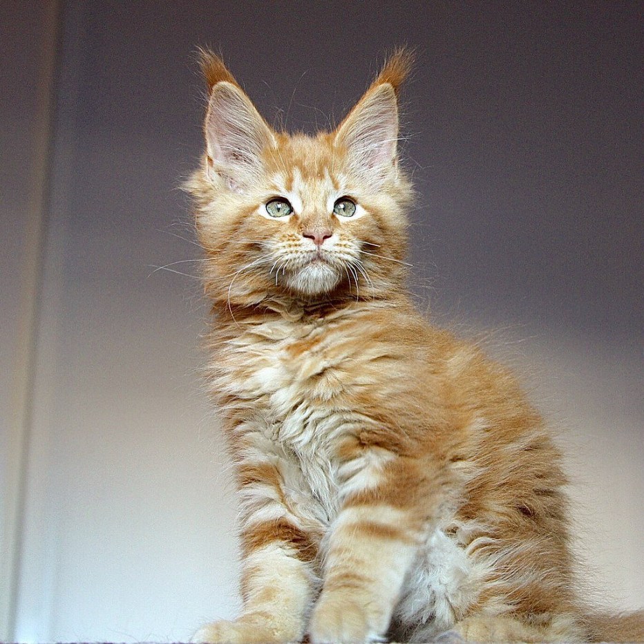 Коты Мейн куны