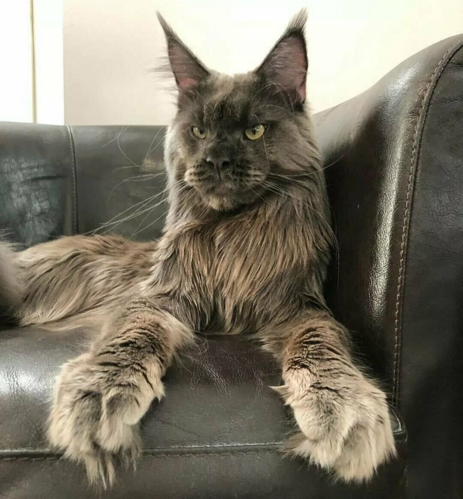Котята Мейн кун