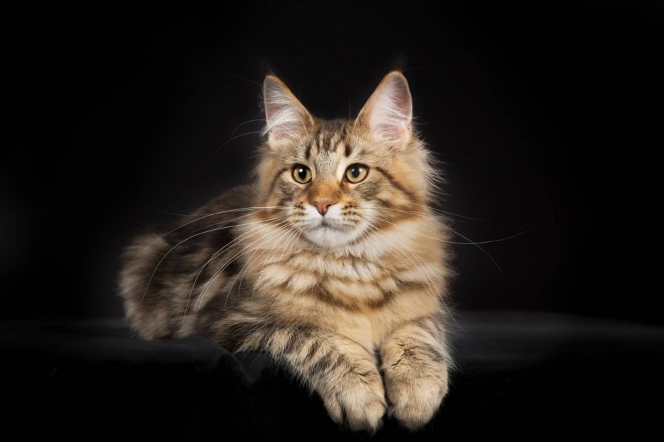 Котята породы Мейн кун