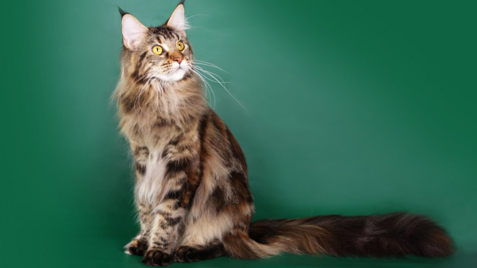 Котята Мейн кун Браун табби