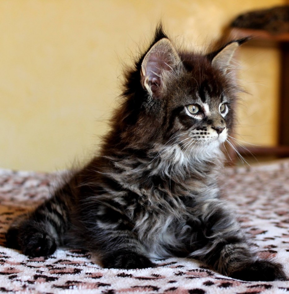 Кот Мейн кун