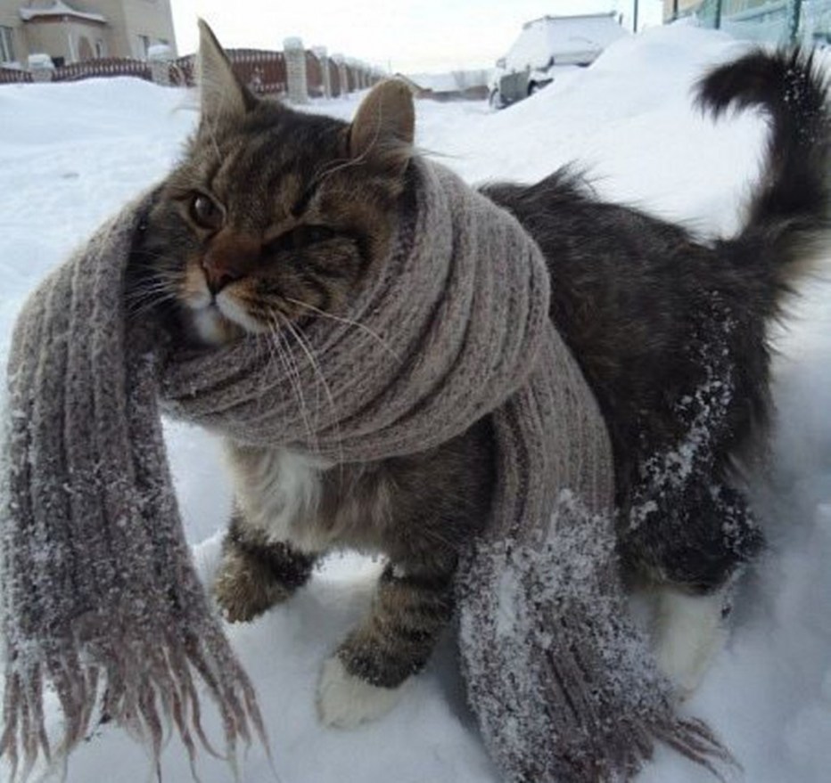 котик в шарфике картинки