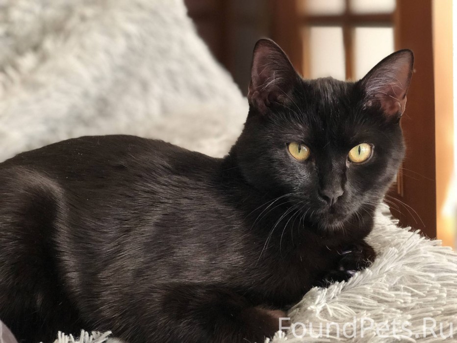 Кошка европейская короткошерстная черная кошка