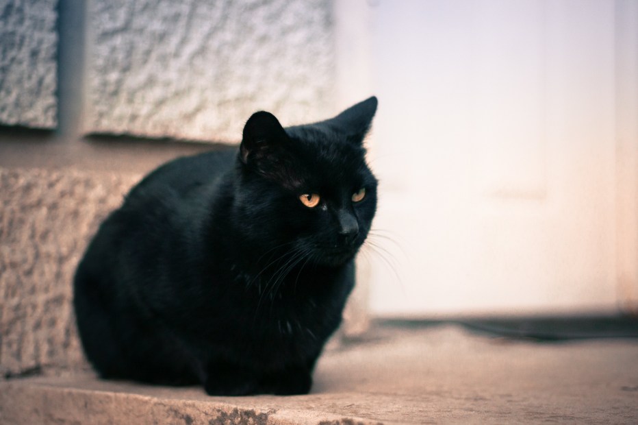 Чёрный кот Вася