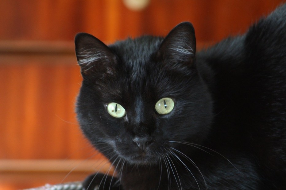 Черная французская кошка
