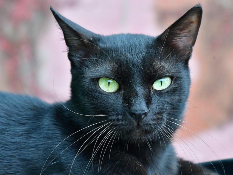 Фото чернильного кота