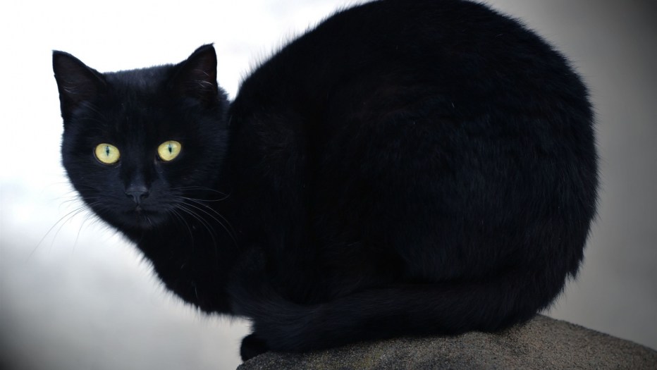Нибелунг кошка черная