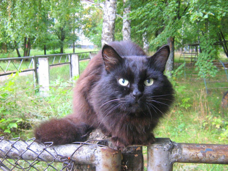 Русские черные кошки