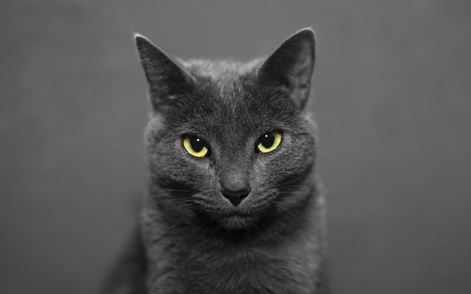 Инстаграм Black Cat