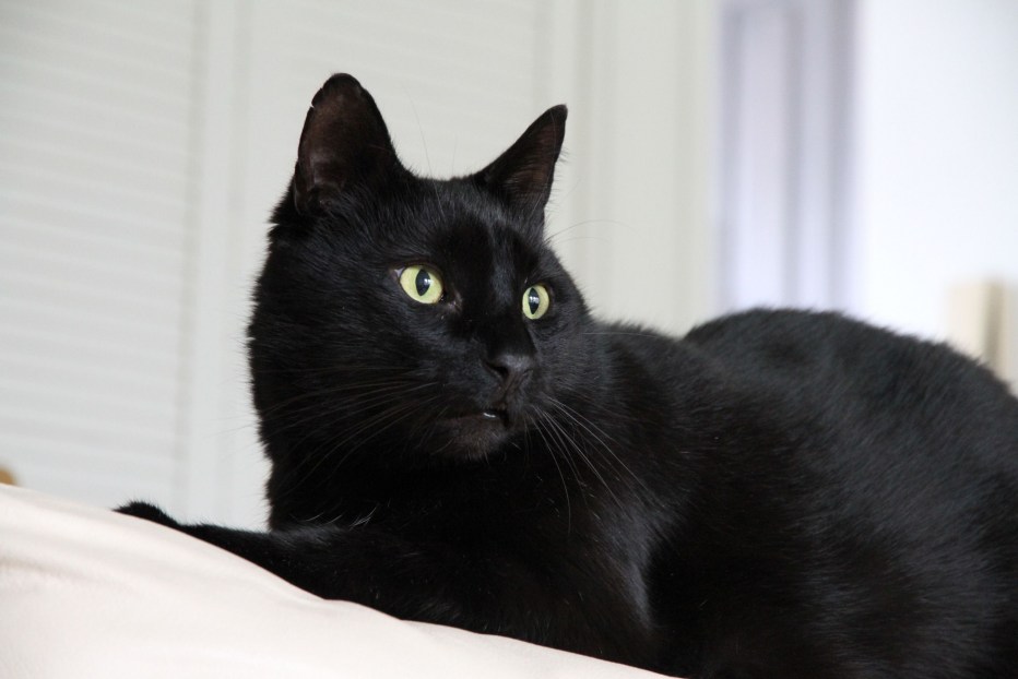 Кошка серая