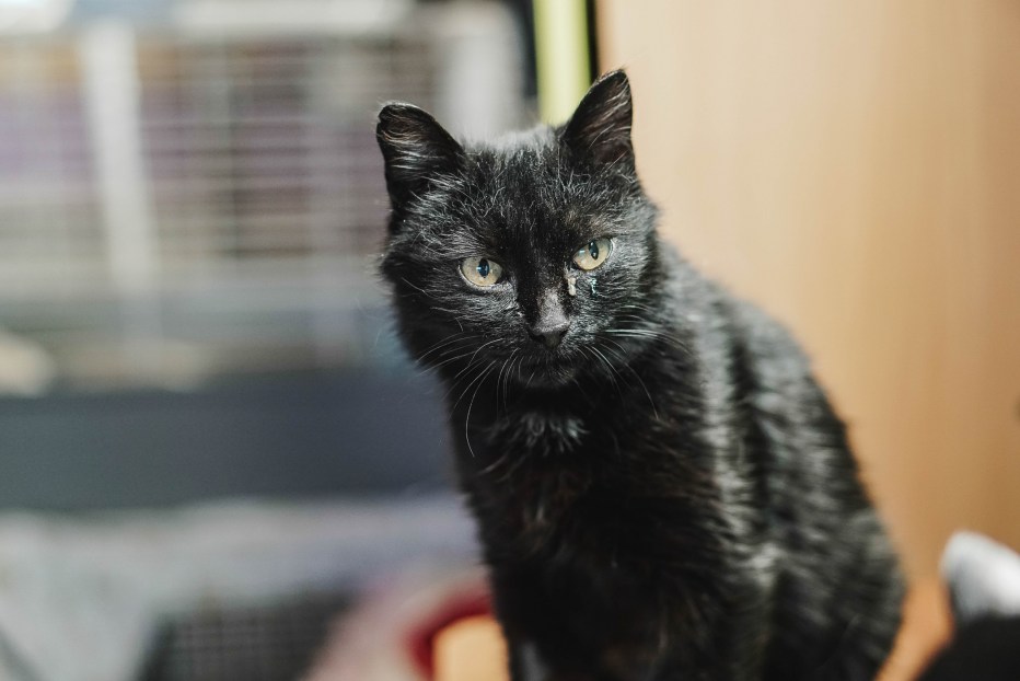 Смешные черные коты