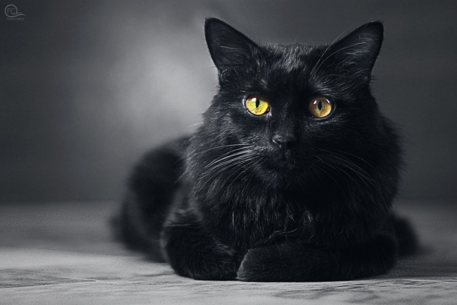 Сибирская черная короткошерстная кошка