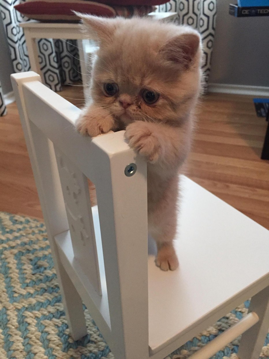 Самые смешные котята