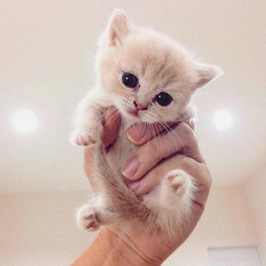 Мимимишные котята
