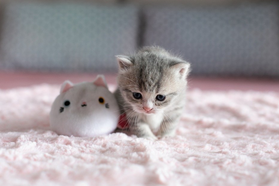 Маленький котенок