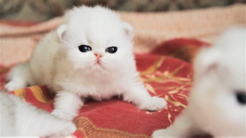 Котята милота