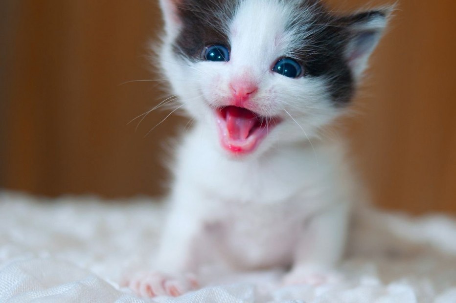 Котята милашки до слез