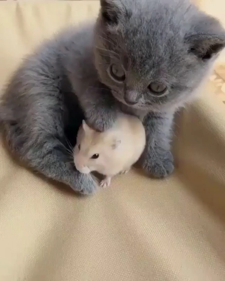 Самые милые животные до слез котята