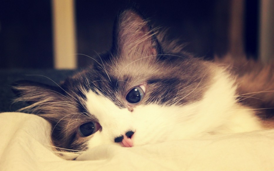 Котенок улыбается