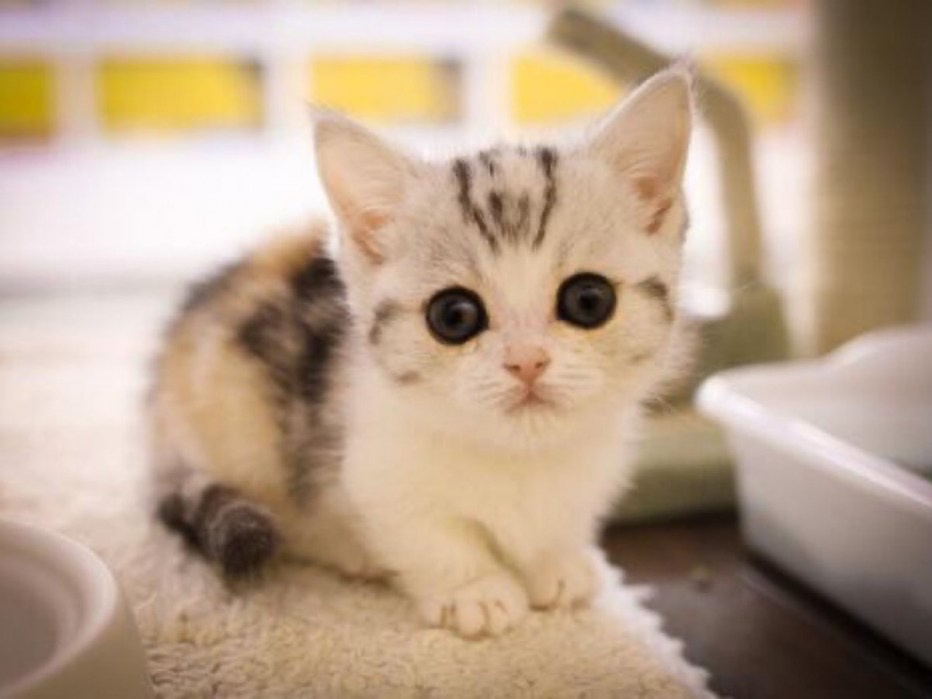 Манчкин маленький котенок