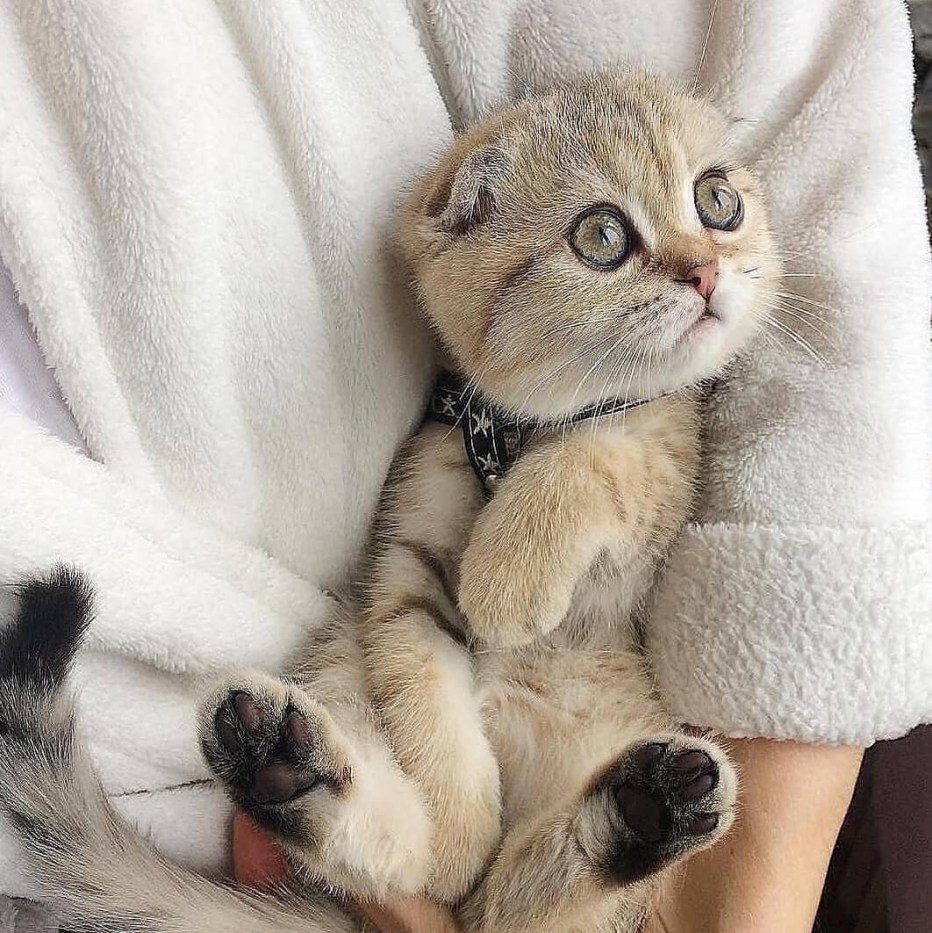 Самые милые котята в мире