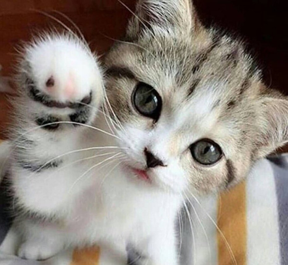 Забавные котята