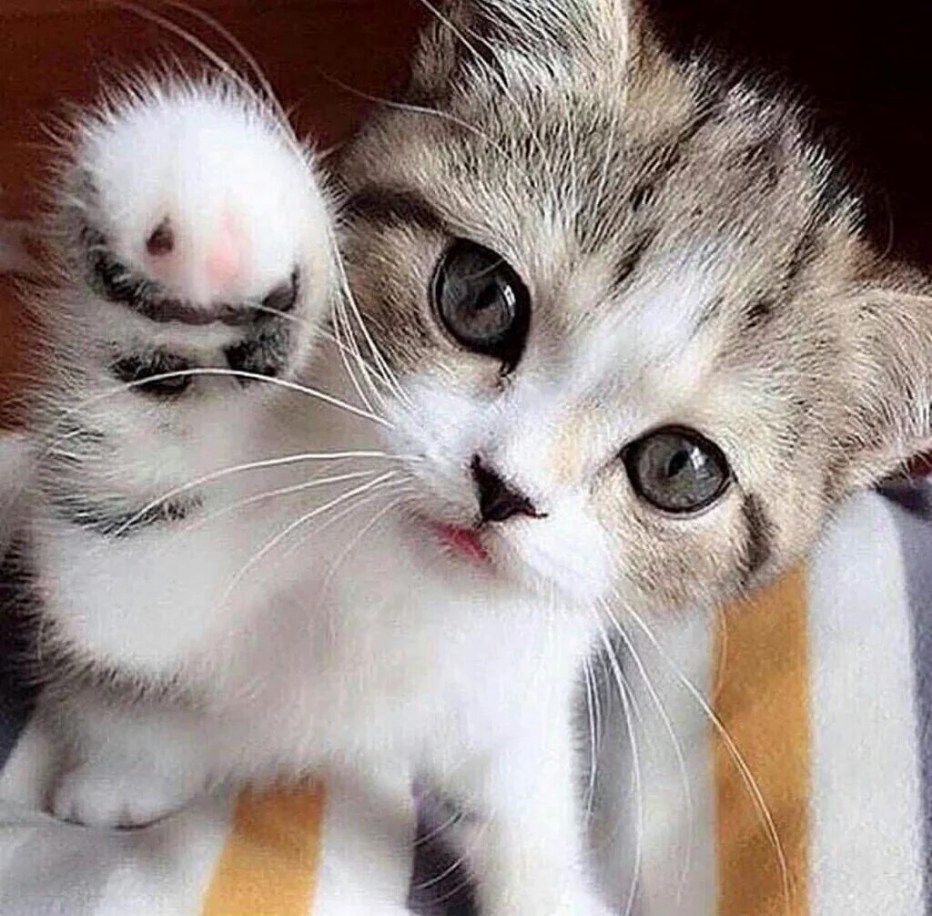 Самые милые котики на свете