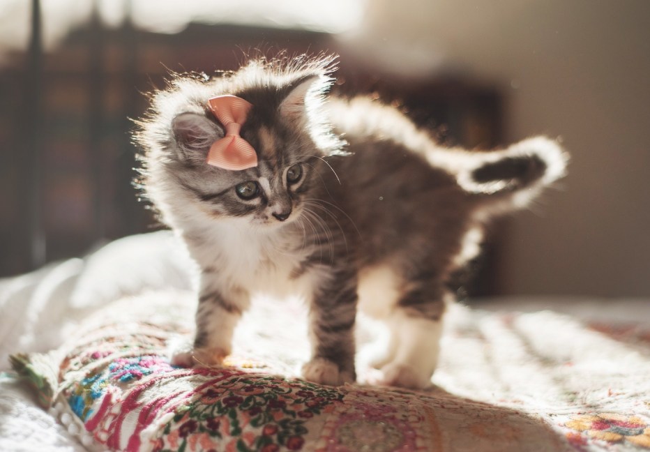 Самые милые котята