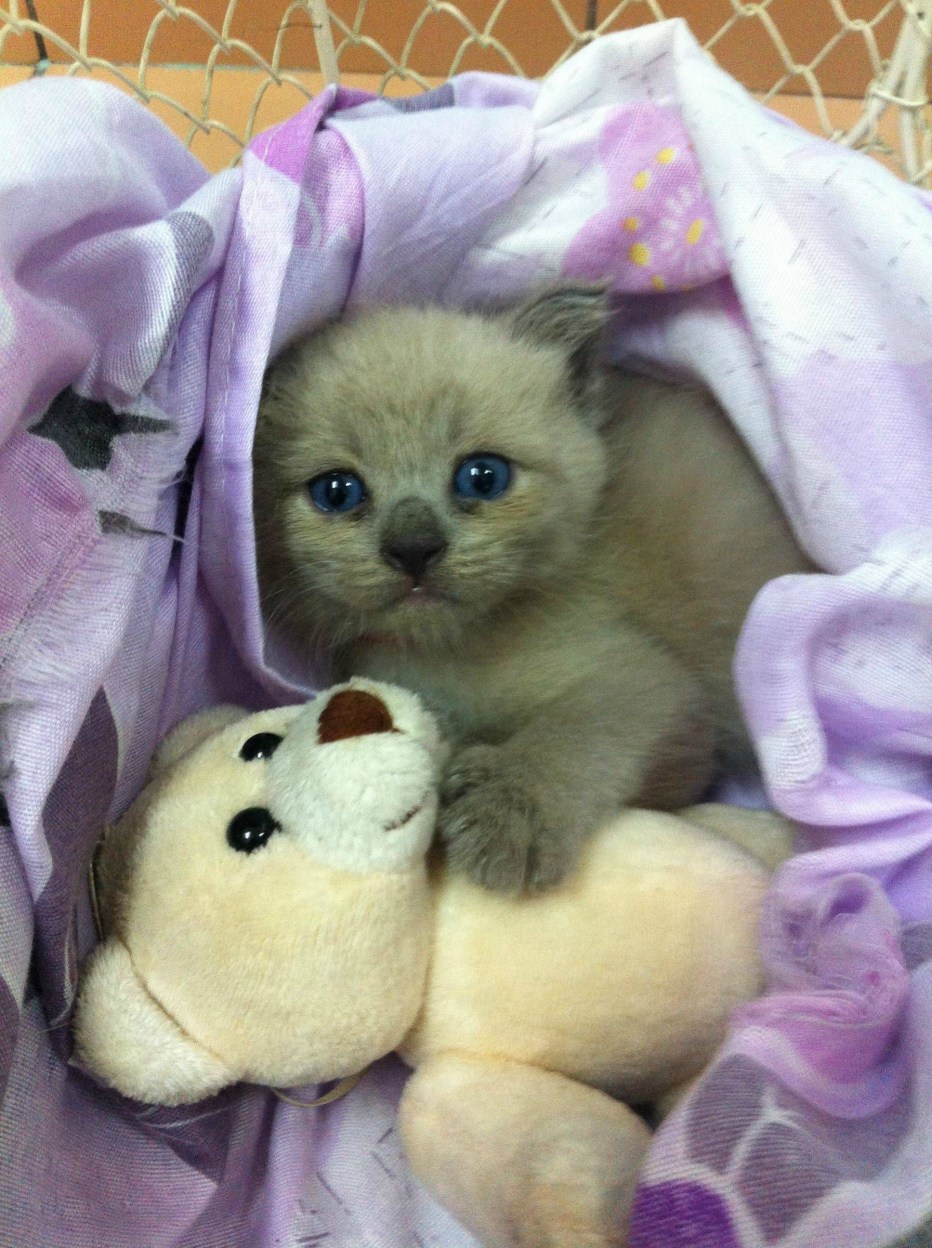 Маленький грустный котенок