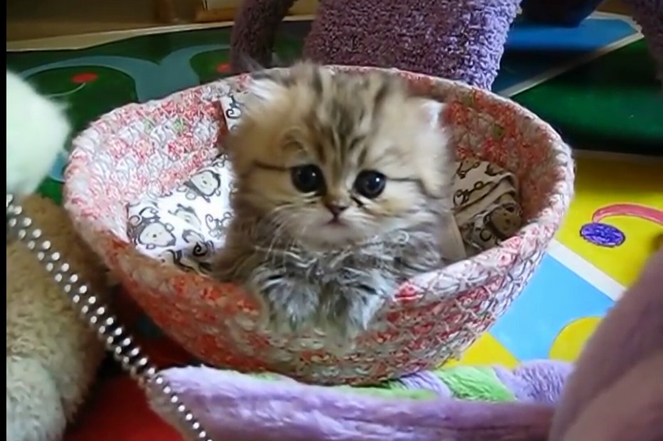 Маленький котенок