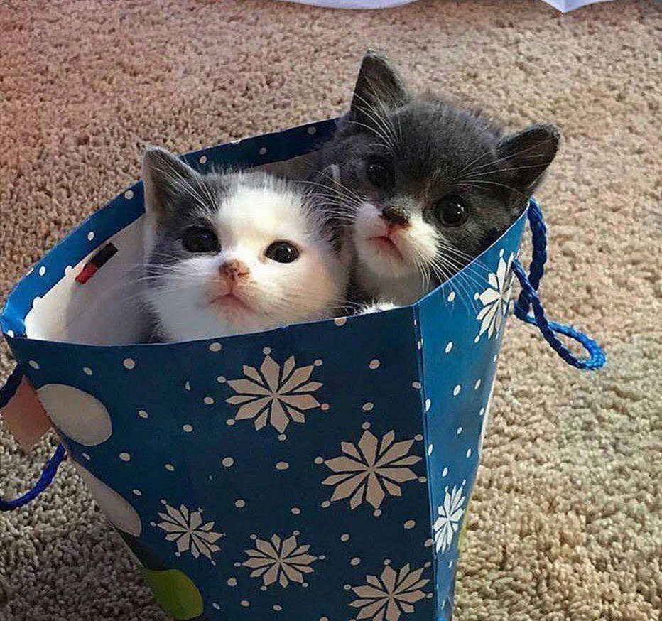 Милые котики