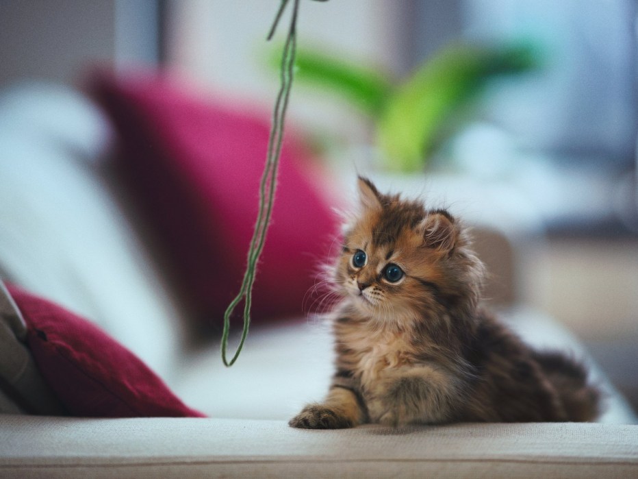 Кошки маленькие