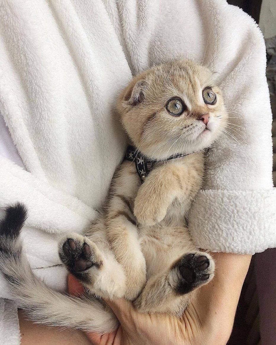 Милые успокаивающие котики