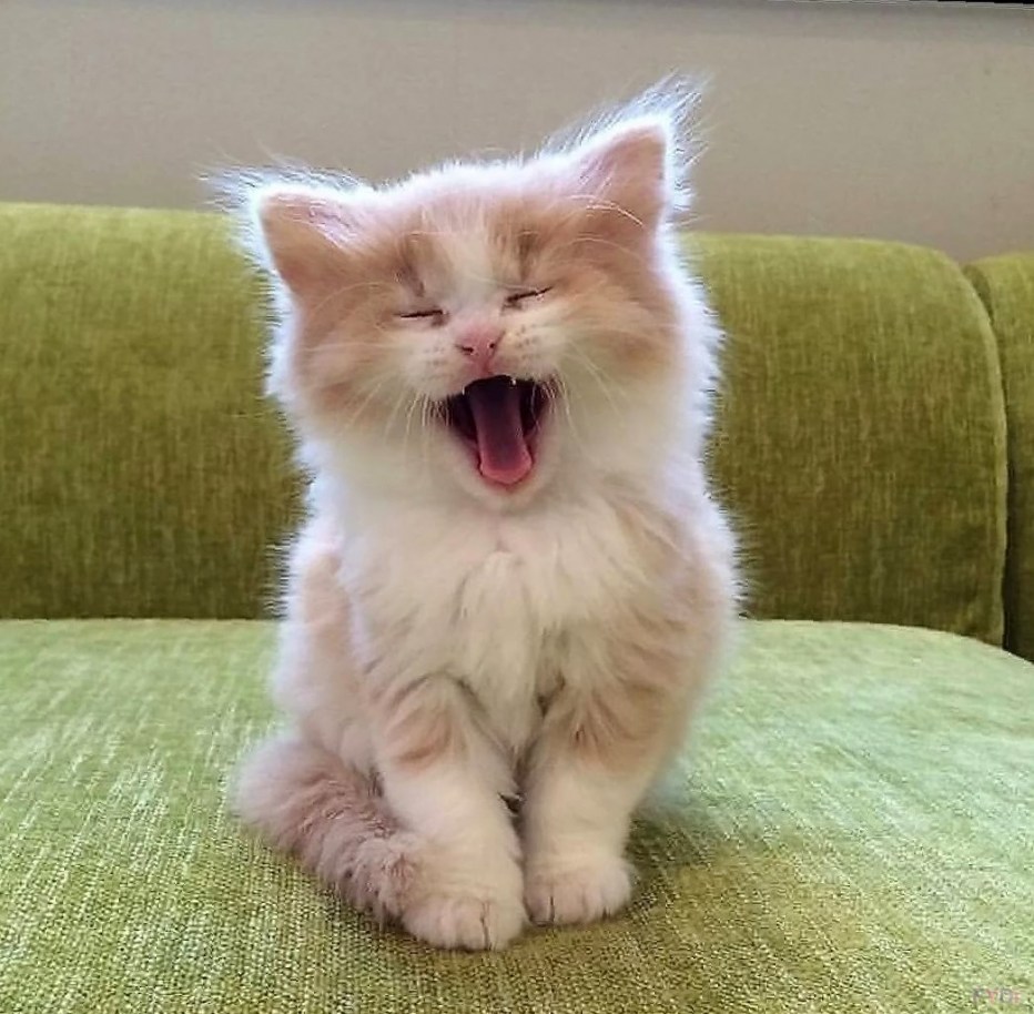 Маленький котенок