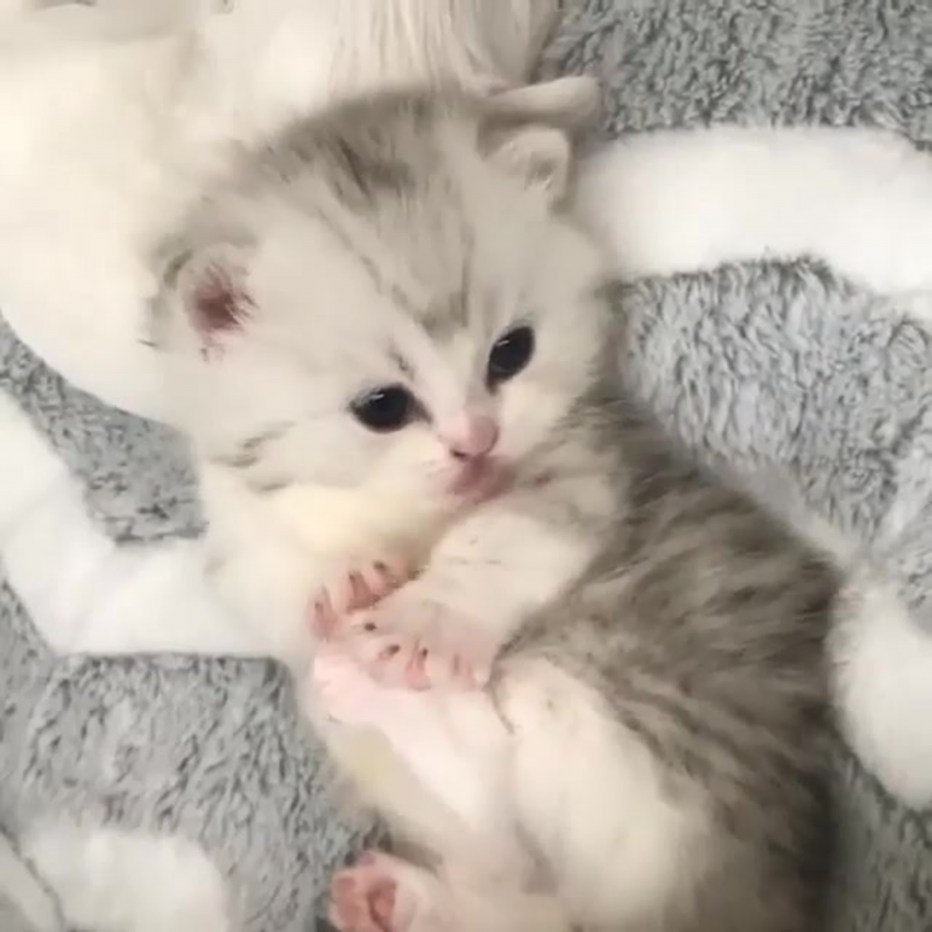 Котята маленькие пушистые комки