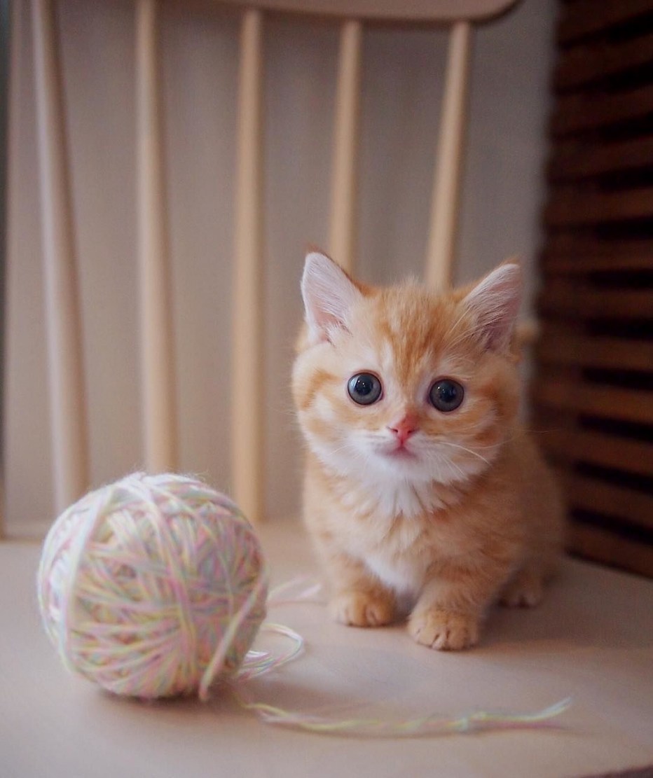 Самые милые и маленькие котята в мире