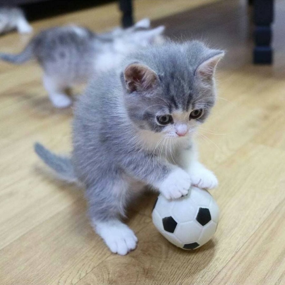 Котята маленькие смешные